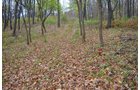 Property photo 11 - 80 Acres & Home - Property Offered in 4 Tracts from 2.3 to 30.0 Acres